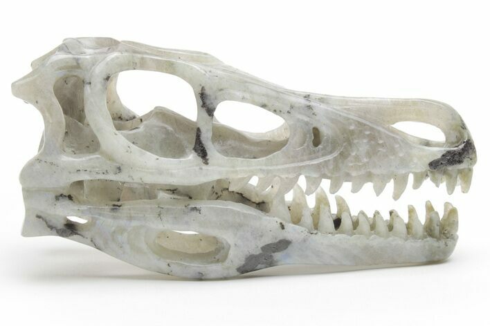 Carved Labradorite Dinosaur Skull #218491
